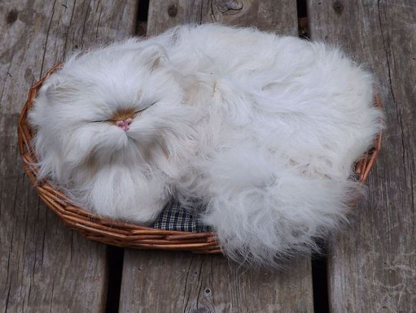 Un gatto bianco nella cesta