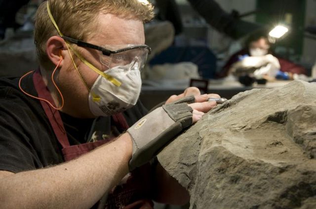 Mark Mitchell estrae il nodosauro dalla roccia