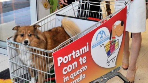 Cani nei supermercati, dopo Padova anche in Romagna non … – Il Sole 24 Ore