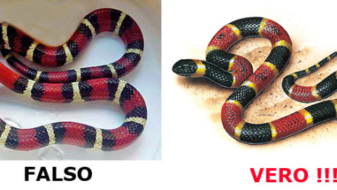 Serpente Corallo vero o falso: come riconoscerlo – Velvet Pets