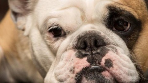 Ora gli antivax hanno paura del cane autistico – Il Foglio