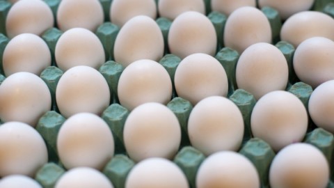 Uova al fipronil, cosa si rischia davvero – nostrofiglio.it