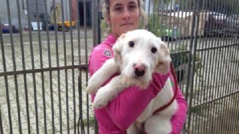 480 euro a cane, indagata Chiara Notaristefano – RagusaNews