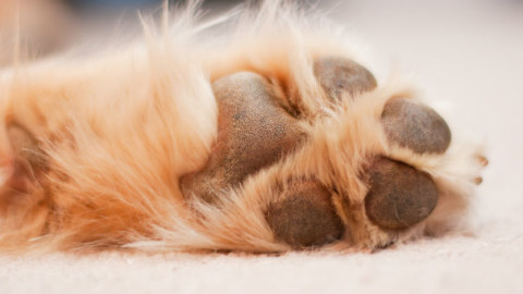 Cani: perché le zampe puzzano? – GreenStyle