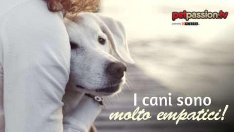 Come reagisce il cane se sei sgarbato con il suo umano? – Petpassion.tv