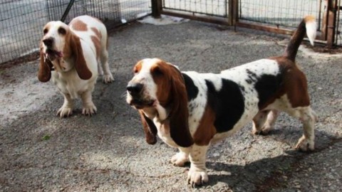 Torna “Mi Fido di Te” per il rilascio del “patentino” ai proprietari di cani – AostaSera