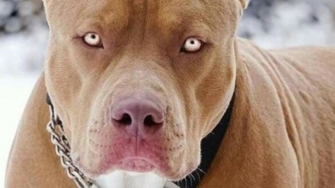Bimba uccisa dai pitbull, Codacons: 'Patentino obbligatorio per cani … – Blasting News