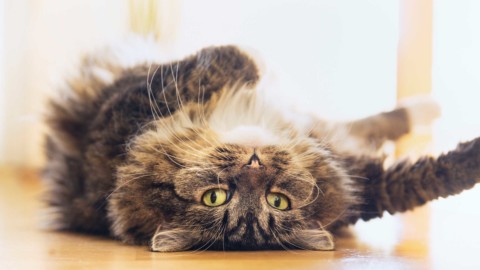 Gatti e astrologia: il felino “adatto” al vostro segno zodiacale … – Velvet Pets