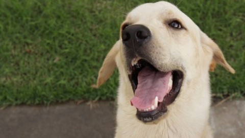 I cani sanno distinguere le persone gentili, parola di scienza – 105.net