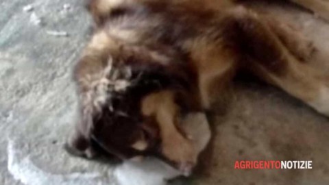 Raffadali, avvelenato cane: disposta autopsia – Agrigento Notizie