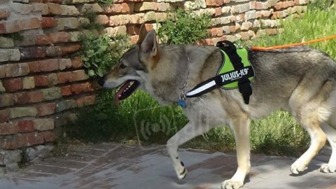 Arriva a Rimini il famoso cane lupo cecoslovacco esperto in cinofilia – AltaRimini