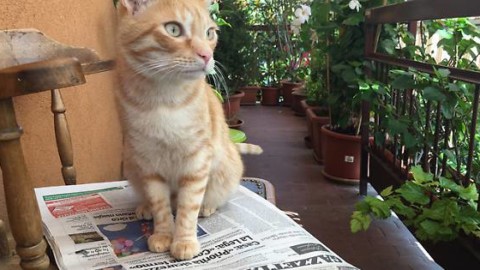 Il gatto più bello della città: mandaci le tue foto – Gazzetta di Parma