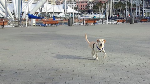 Dogs & the City, al Porto Antico una giornata per scoprire la città con … – GenovaToday