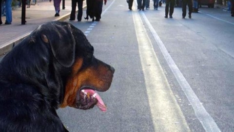 Roma, rottweiler sfugge al proprietario e semina il panico tra i passanti – Il Messaggero