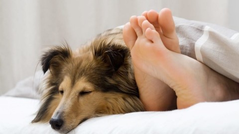 Dormire con il cane migliora il riposo notturno – Impronta Unika