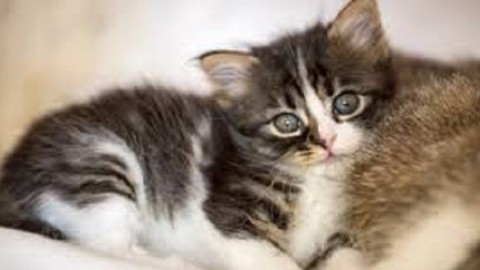 Tenia nel gatto: come capire se ne è è infestato – Mondo Gatti