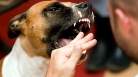 ATTUALITÀ – Ancora cani che aggrediscono i padroni: è necessario … – ObiettivoNews