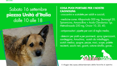 Solidarietà in piazza Unità d'Italia, raccolta viveri e farmaci per i cani … – PalermoToday