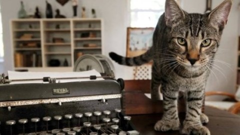 Florida, risparmiata la casa di Hemingway: gatti in salvo grazie alla … – La Repubblica