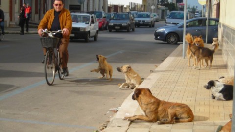 San Marco in Lamis, proteste e paure: “Troppi cani randagi” – San Marco in Lamis