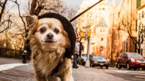 Come vivono i cani nelle grandi città? – Solocane.it (Comunicati Stampa) (Blog)