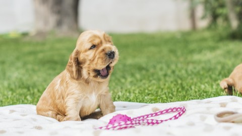Falsi miti sui cani: dieci cose a cui non credere – Solocane.it (Comunicati Stampa) (Blog)