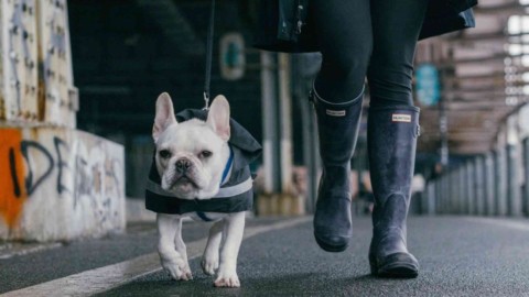 I vestiti per cani sono necessari? – Solocane.it (Comunicati Stampa) (Blog)