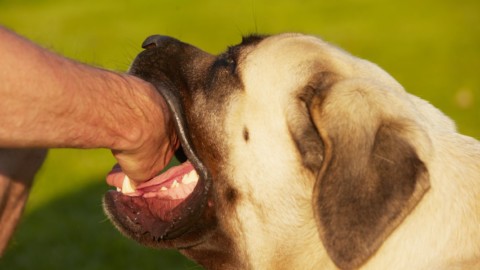 Cane che azzanna un altro cane: maxi-risarcimento e processo … – Studio Cataldi