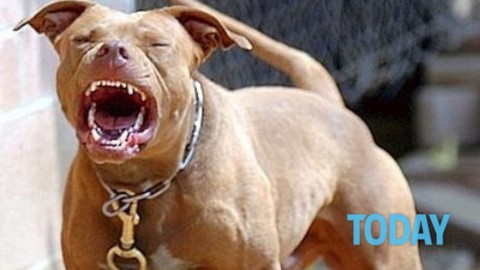 Bimba uccisa dai pitbull: “Tragedia annunciata, patentino … – Today