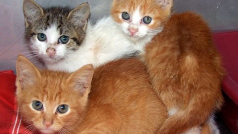 Al via una campagna di sterilizzazione dei gatti a tariffe convenzionate – TrevisoToday