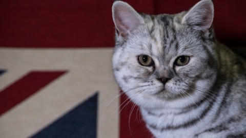 Supreme Cat Show: in mostra a Birmingham i gatti più belli. FOTO – Sky Tg24