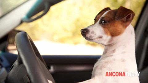 Guida da cani, ecco come comportarsi in auto: vietato girare in bici … – AnconaToday