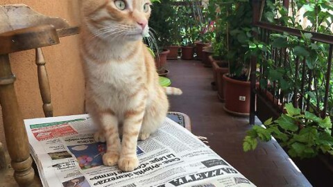 Il gatto più bello di Parma: sospesa la votazione finale – Gazzetta di Parma