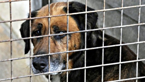 In California non sarà più possibile comprare animali 'di razza' nei … – Controradio (Comunicati Stampa)