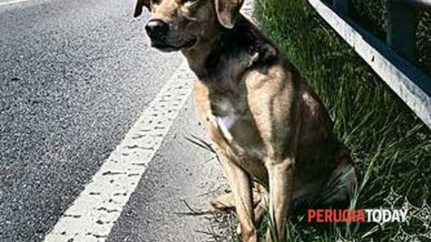 L'orrore: quattro cuccioli di cane e la madre lanciati giù dal balcone … – PerugiaToday
