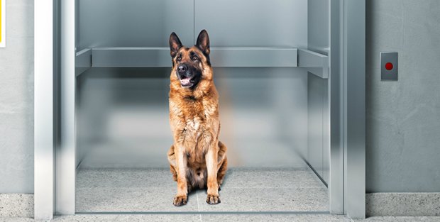 Regolamento condominiale 2018: divieti e obblighi per condomini e animali domestici