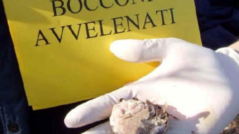 Esche e bocconi avvelenati a Barletta: quanti altri animali devono … – BarlettaNews