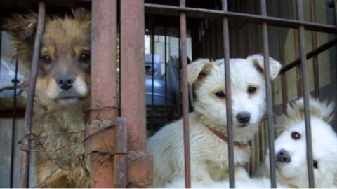 Condannata per maltrattamenti di sei cuccioli di cane, erano … – il Dolomiti