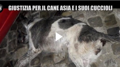 Foligno, cani lanciati dalla finestra: la polizia salva il pitbull del … – PerugiaToday