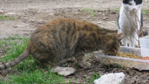 Muore lasciando i suoi 44 gatti, la Protezione Animali lancia un … – SavonaNews.it