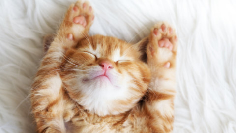 Quante ore al giorno dormono i gatti? – Petpassion.tv