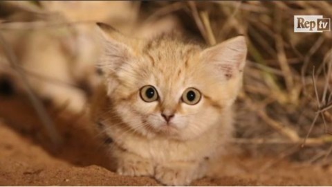 Coda lunga, orecchie appuntite e miagolio impercettibile: i gatti … – L'Huffington Post