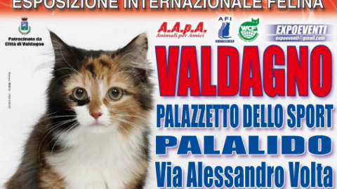 “I Gatti Più Belli del Mondo”: esposizione internazionale felina a … – VicenzaToday