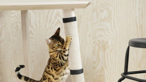 Ikea lancia la linea per animali 'Il vostro cane e il vostro gatto sono … – RADIO DEEJAY