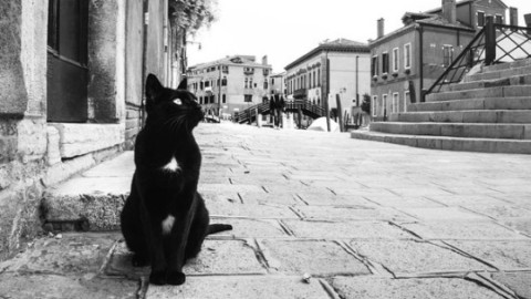 Felinamente felici. I gatti famosi di Venezia in cinquanta scatti – la Nuova di Venezia