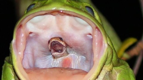 Un serpente ancora vivo nella bocca di una rana: cosa si nasconde … – Scienze Fanpage