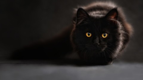 Regno Unito, misteriosa scomparsa di sette gatti neri da due villaggi … – Il Messaggero