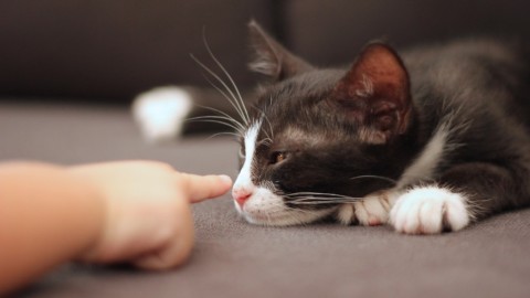 Avere un gatto fin da bambini potrebbe prevenire l'asma – Wired – Wired.it