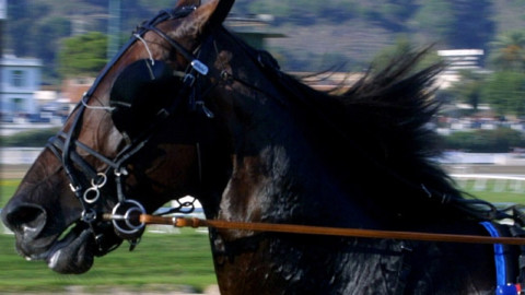 Due cavalli muoiono a San Siro: nessuna fatalit&agrave;, chiediamo autopsia