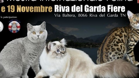 Centinaia di gatti (e qualche furetto) da tutta Europa si danno … – il Dolomiti